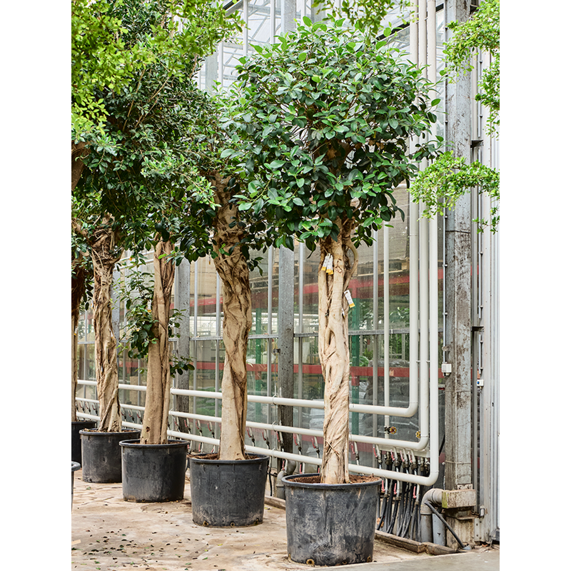 Ficus rubiginosa 'Australis'