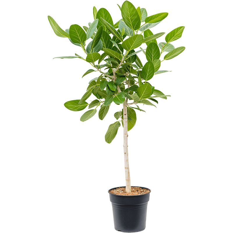 Ficus benghalensis 'Audrey'