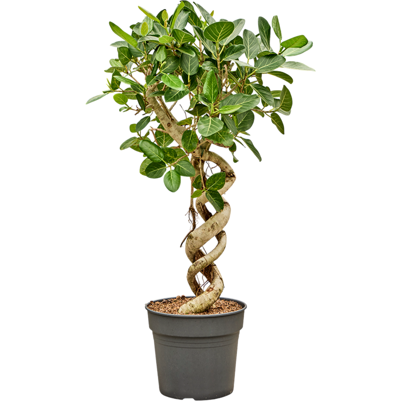Ficus benghalensis 'Audrey'