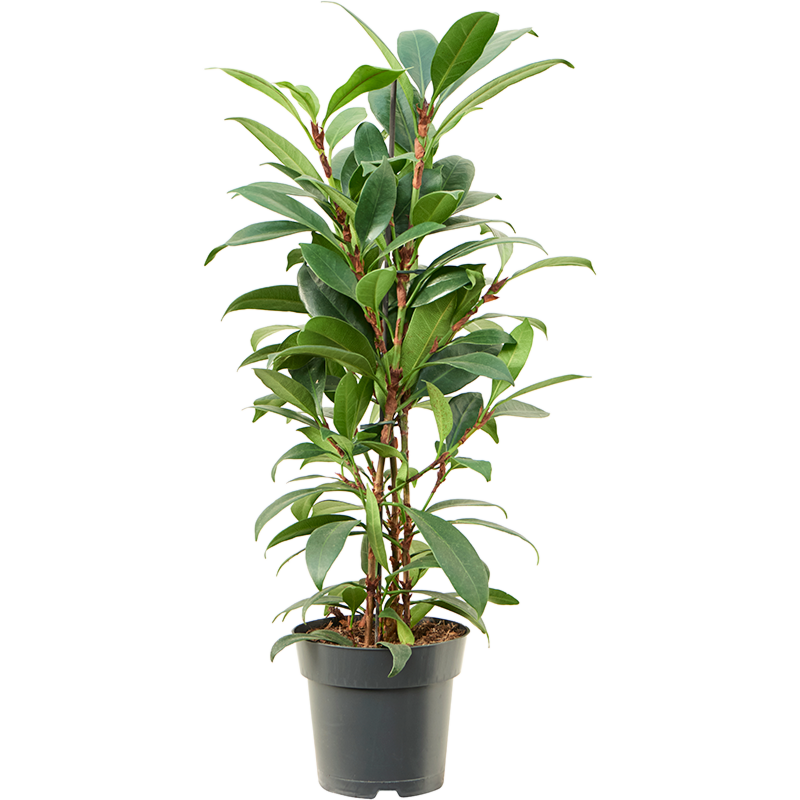 Ficus cyathistipula 'Compacta'