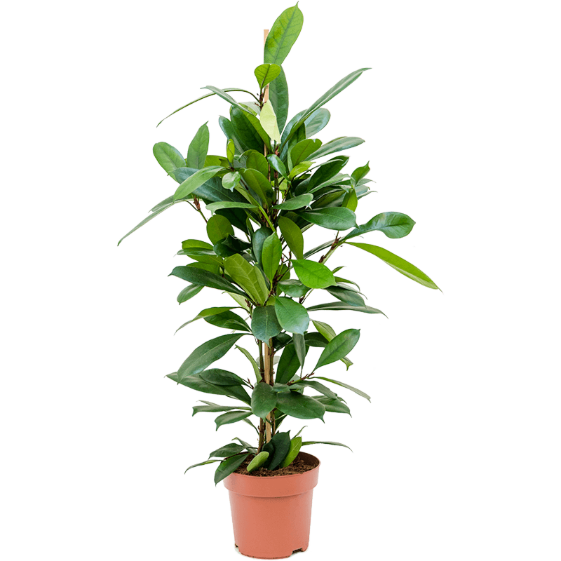 Ficus cyathistipula