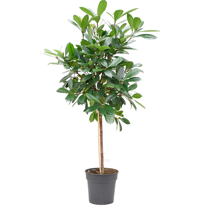 Ficus cyathistipula
