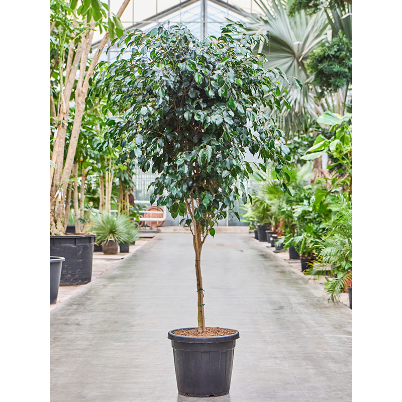 Ficus benjamina 'Danielle'