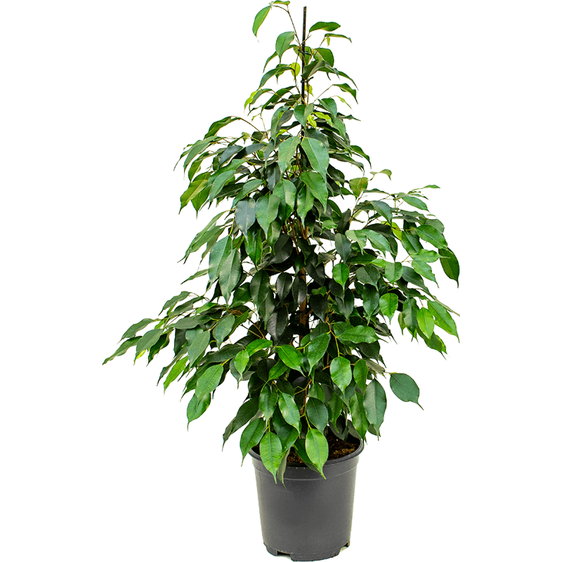 Ficus benjamina 'Danielle'