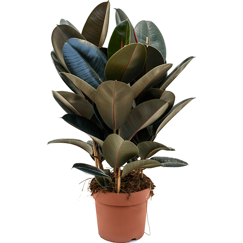 Ficus elastica 'Abidjan'
