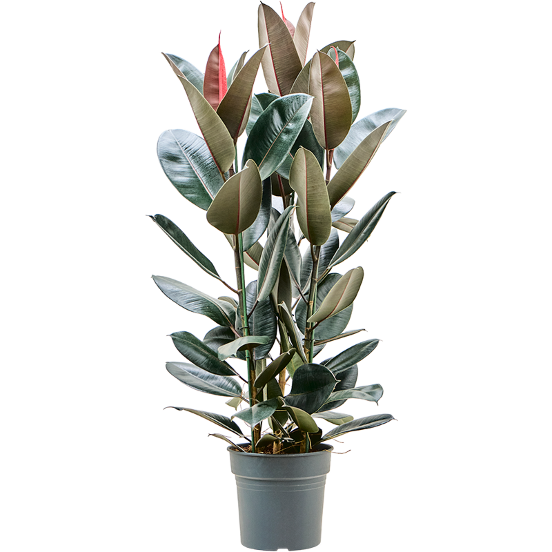 Ficus elastica 'Abidjan'