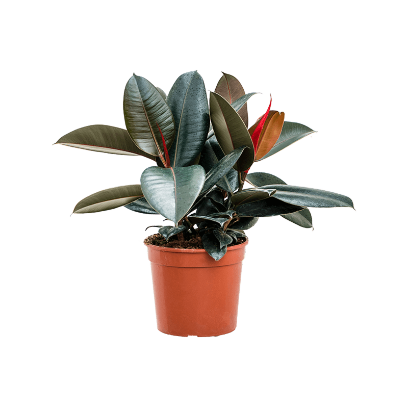 Ficus elastica 'Abidjan'