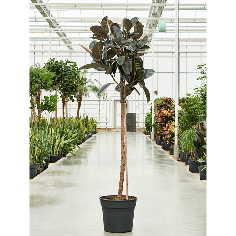 Ficus elastica 'Abidjan'