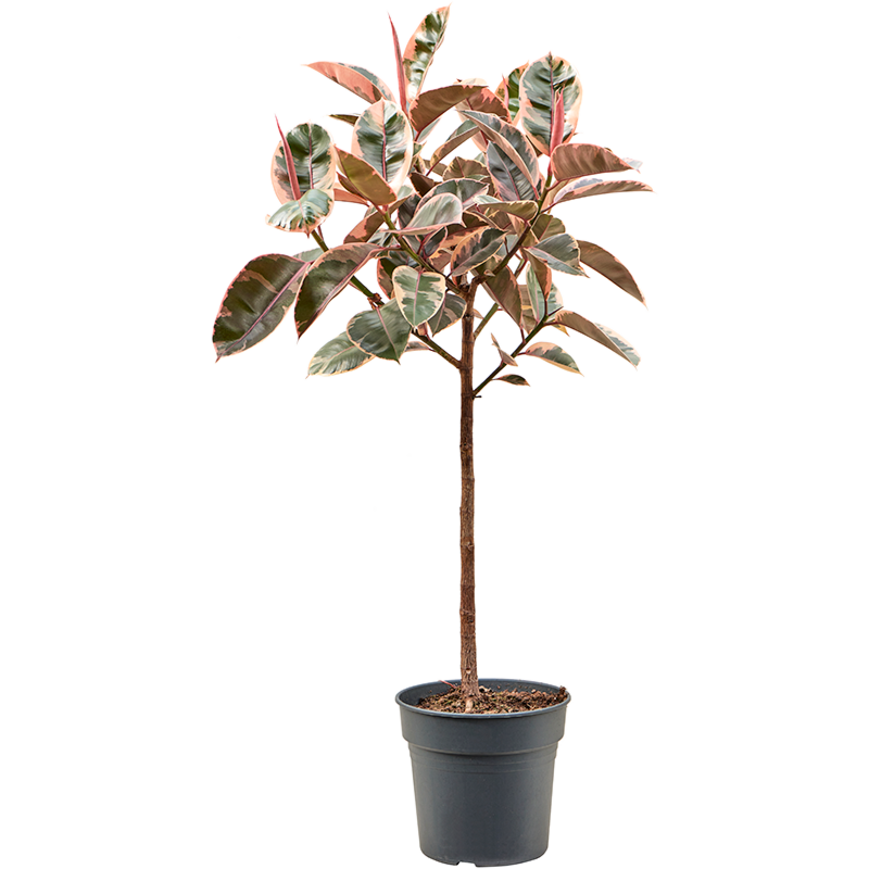Ficus elastica 'Belize'