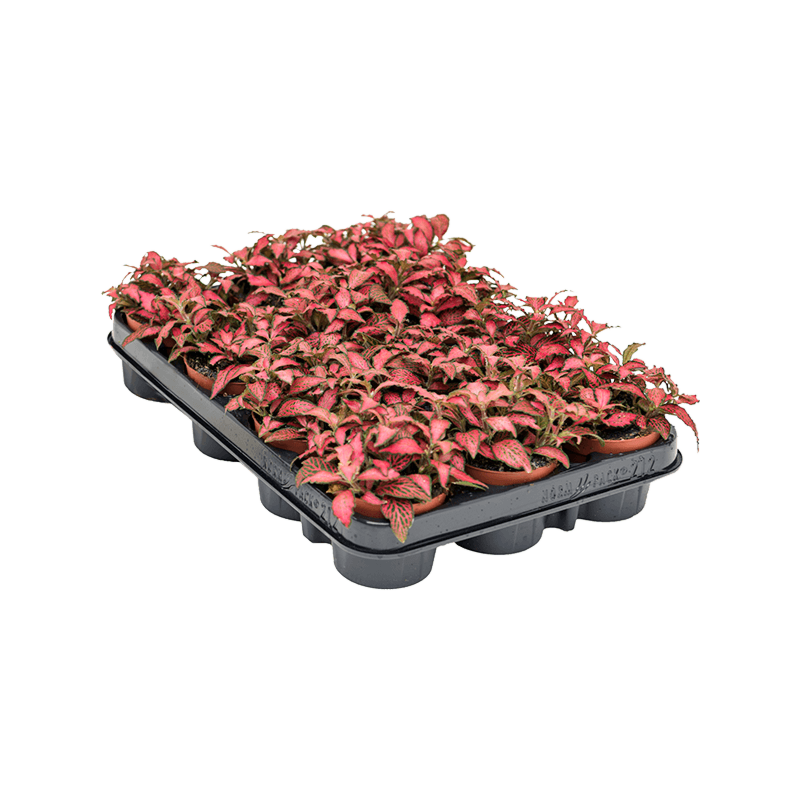 Fittonia 'Forest Flame' 12/tray