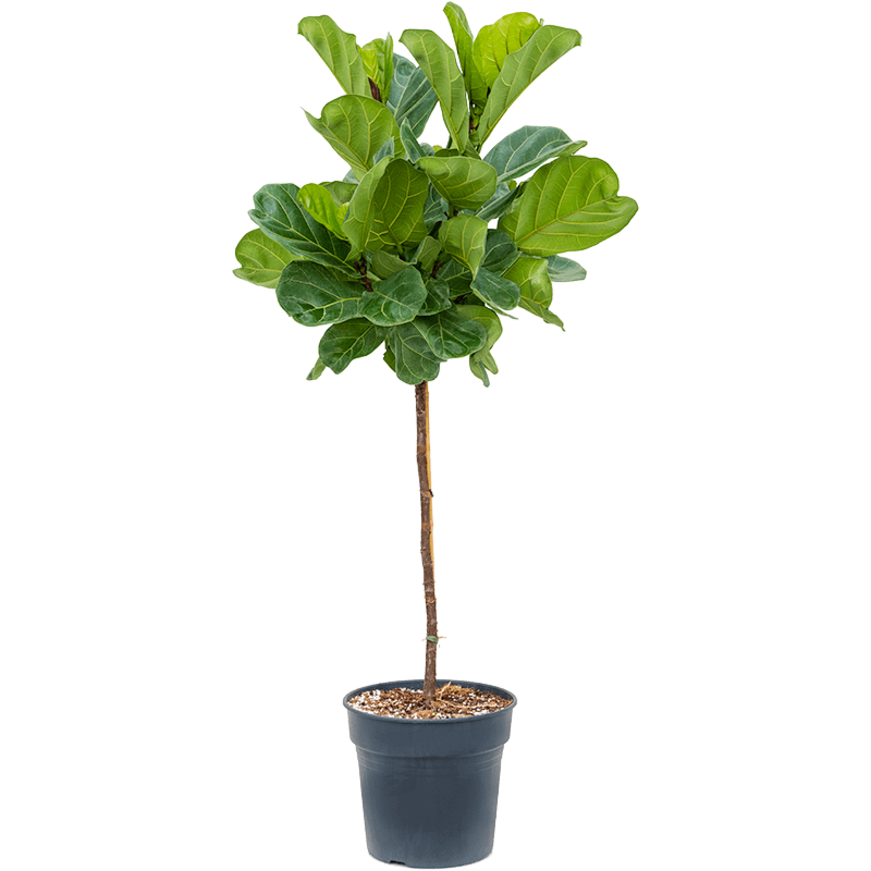 Ficus lyrata