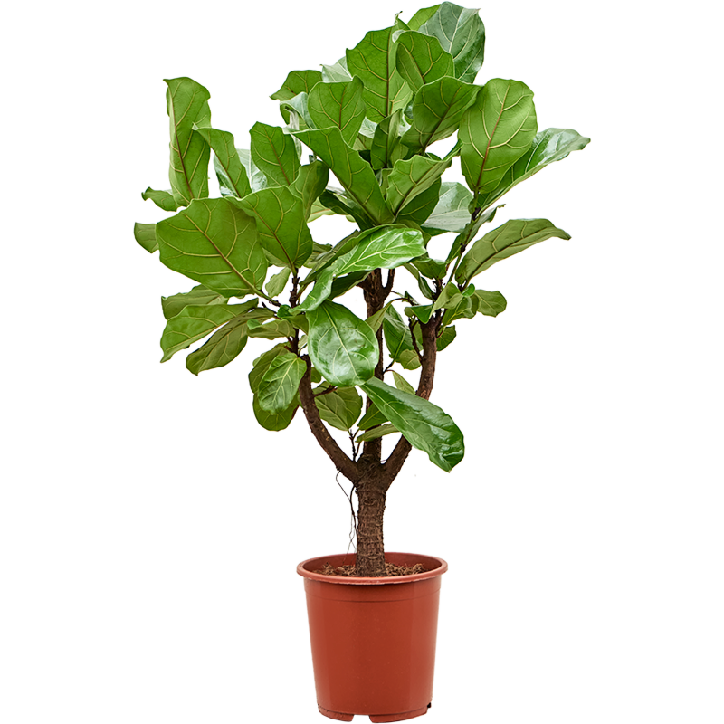 Ficus lyrata