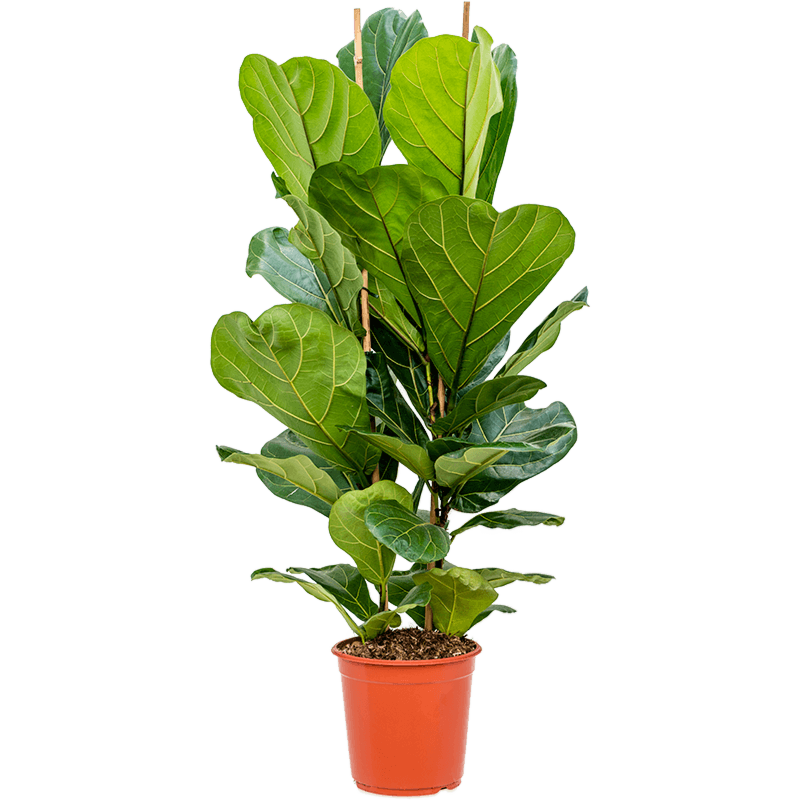 Ficus lyrata