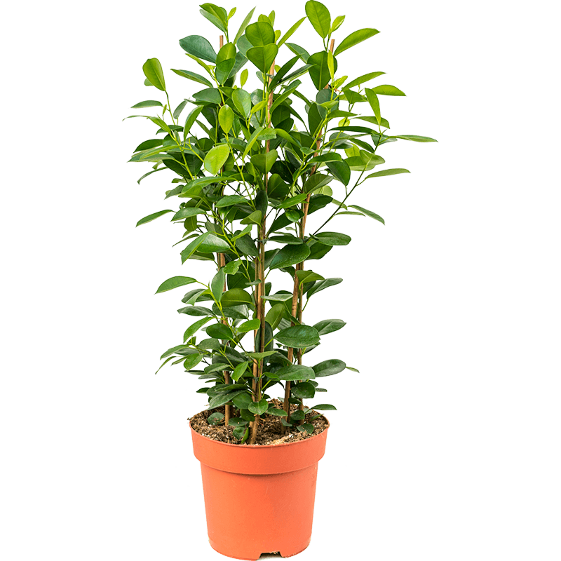 Ficus microcarpa 'Moclame'