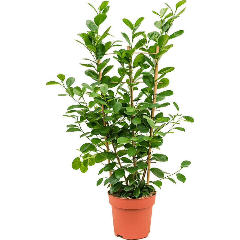 Ficus microcarpa 'Moclame'