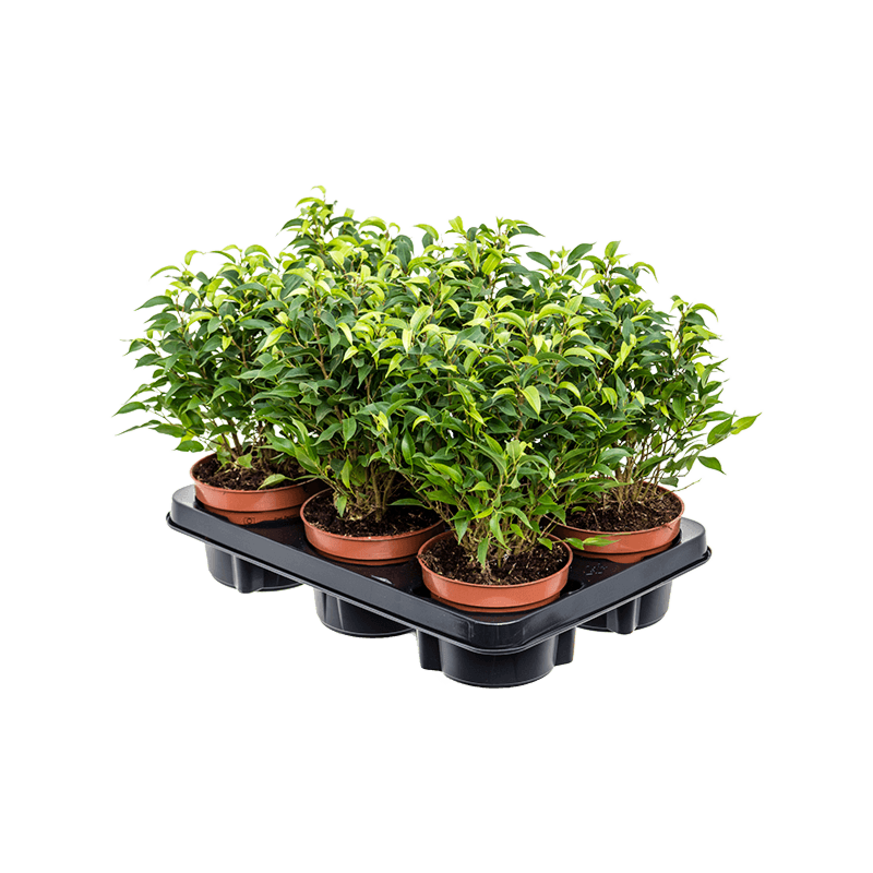 Ficus benjamina 'Natasja' 6/tray