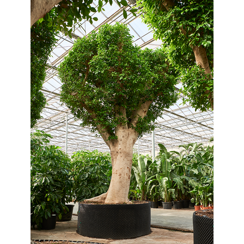 Ficus microcarpa ‘Nitida’
