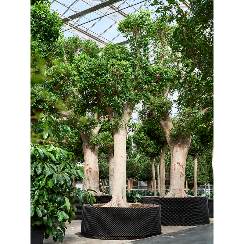 Ficus microcarpa 'Nitida'