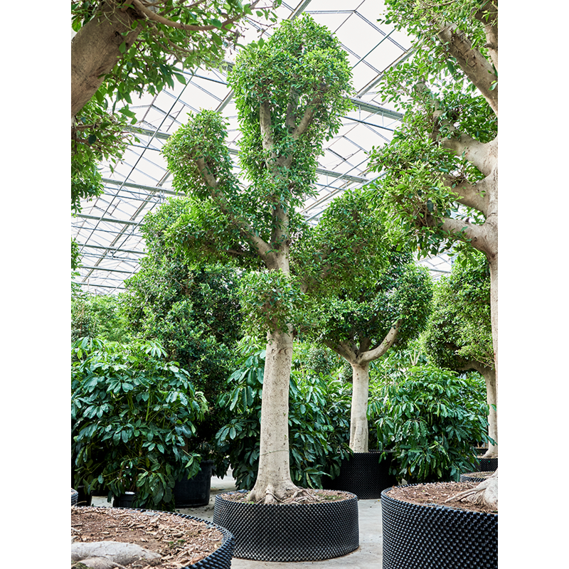 Ficus microcarpa 'Nitida'