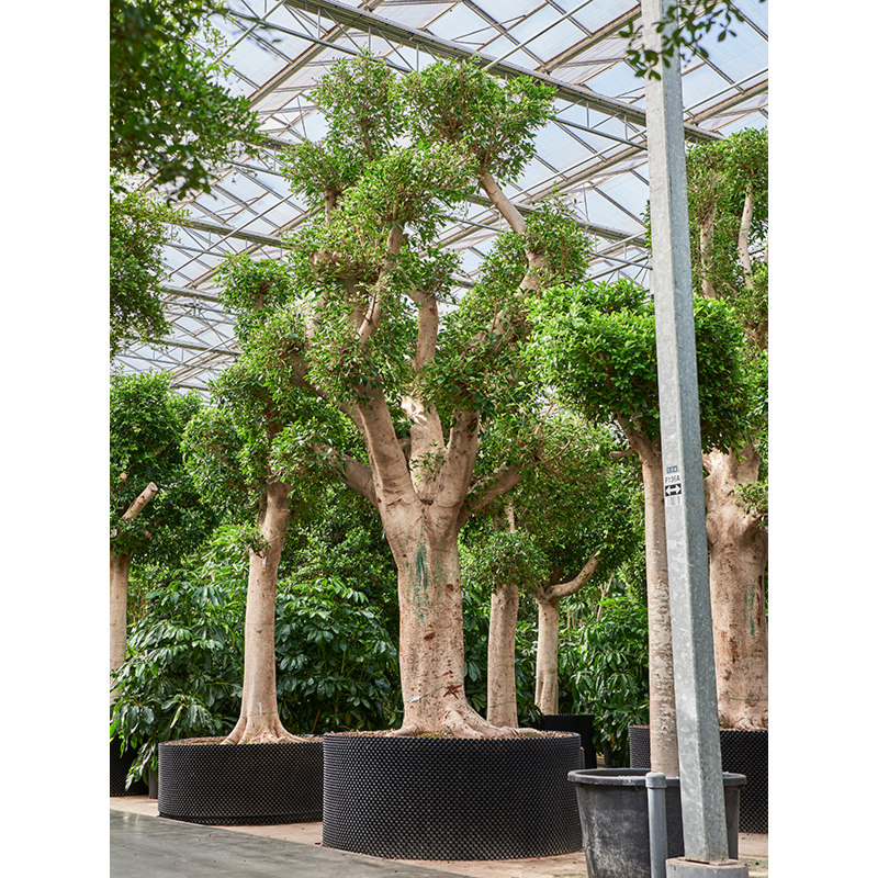 Ficus microcarpa 'Nitida' (600-700)