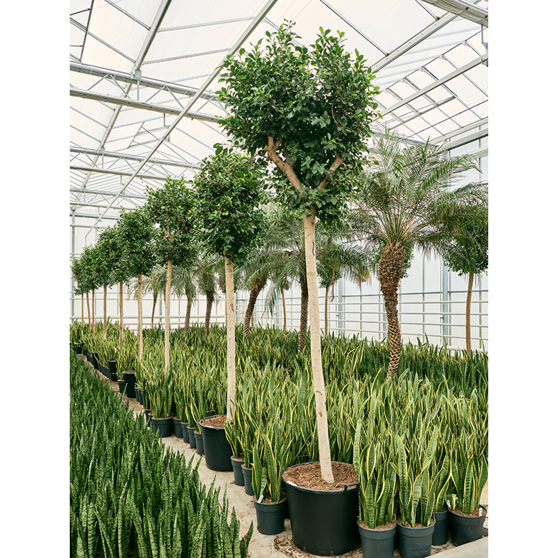 Ficus microcarpa 'Nitida'