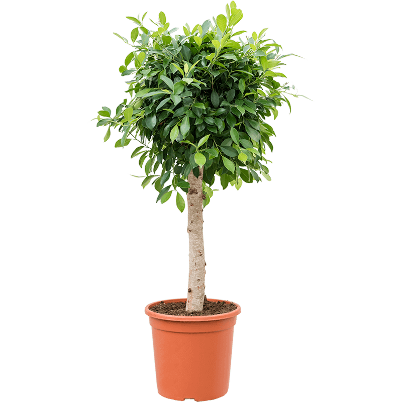 Ficus microcarpa ‘Nitida’