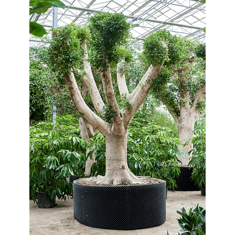 Ficus microcarpa 'Nitida'