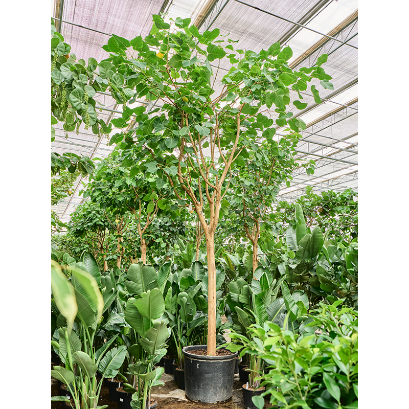 Ficus religiosa (400-500)