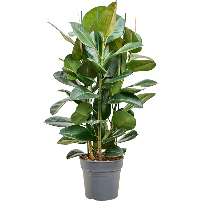 Ficus elastica 'Robusta'