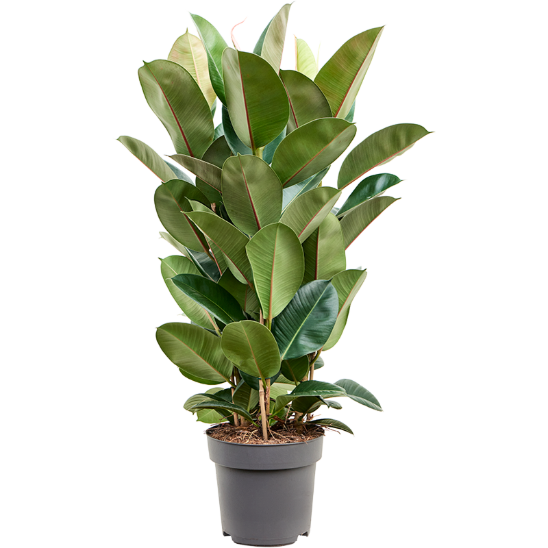 Ficus elastica 'Robusta'