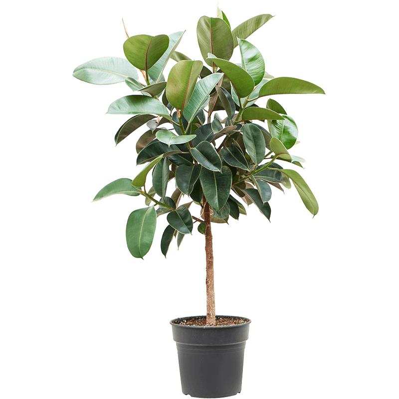 Ficus elastica 'Robusta'