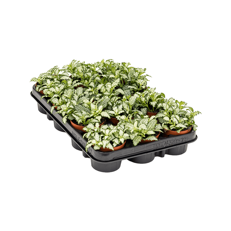 Fittonia 'White Tiger' 12/tray