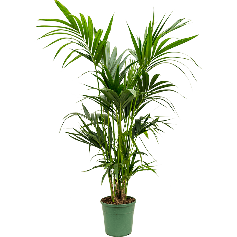 Kentia (Howea) forsteriana