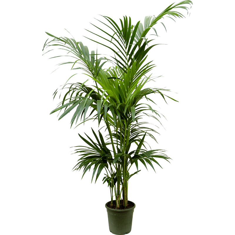 Kentia (Howea) forsteriana