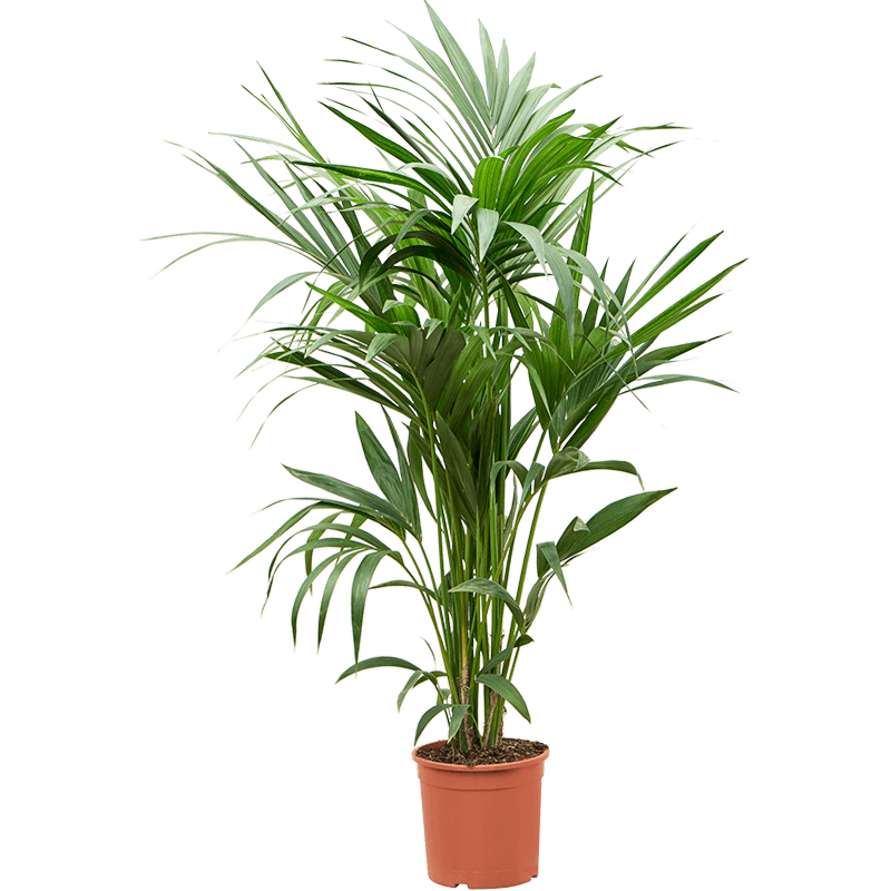 Kentia (Howea) forsteriana