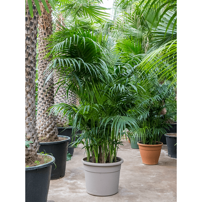 Kentia (Howea) forsteriana