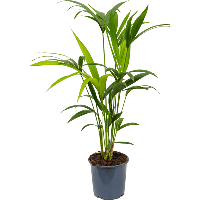 Kentia (Howea) forsteriana