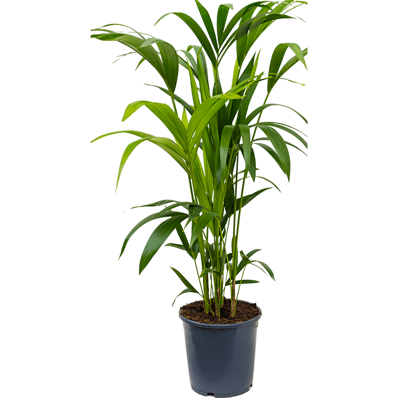 Kentia (Howea) forsteriana