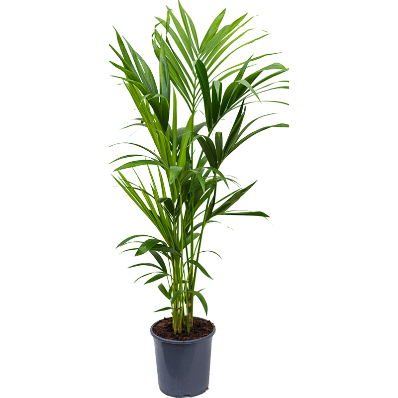 Kentia (Howea) forsteriana