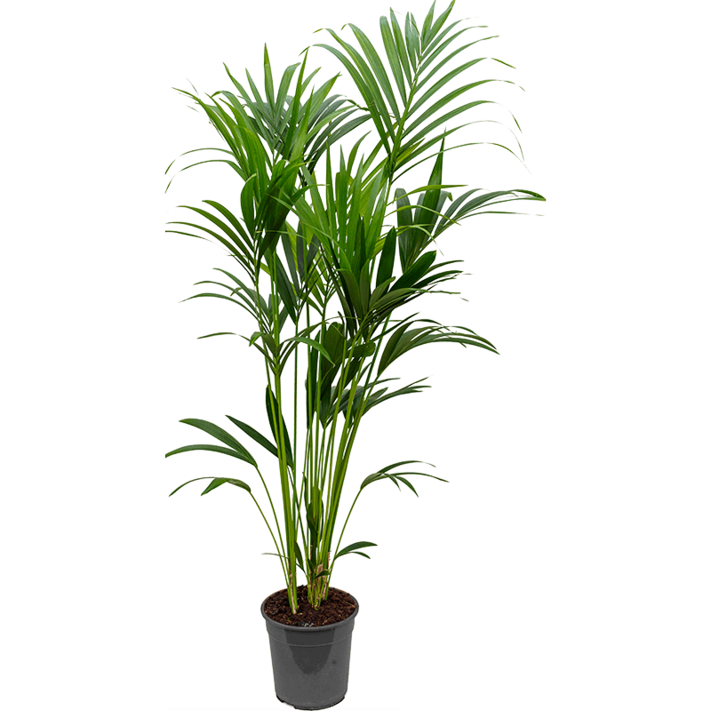 Kentia (Howea) forsteriana