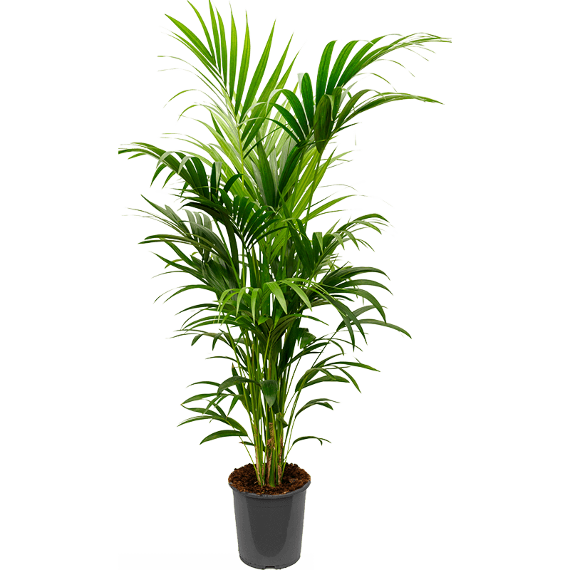 Kentia (Howea) forsteriana