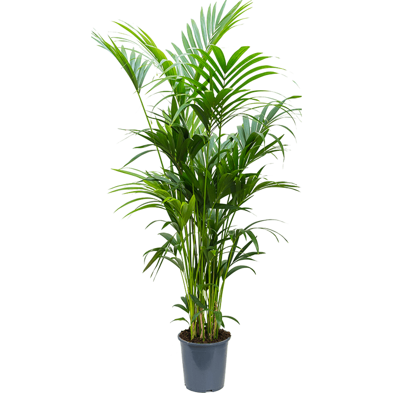 Kentia (Howea) forsteriana