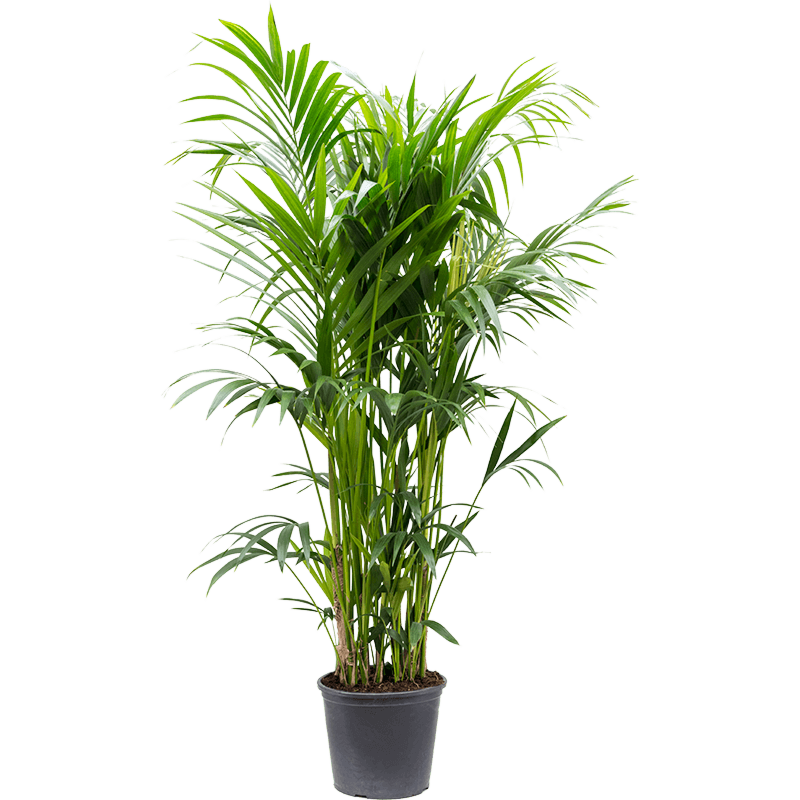 Kentia (Howea) forsteriana