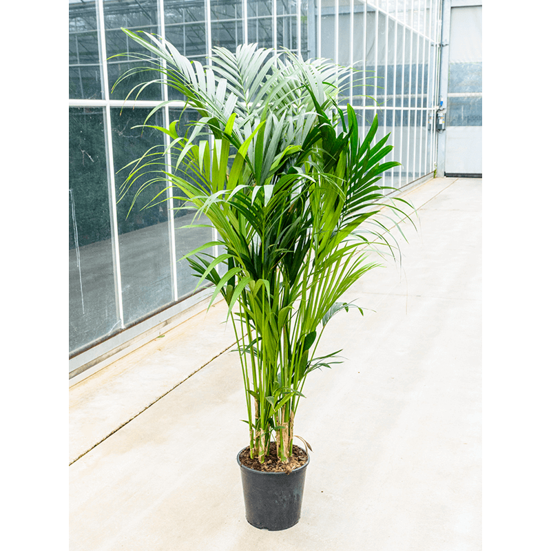 Kentia (Howea) forsteriana