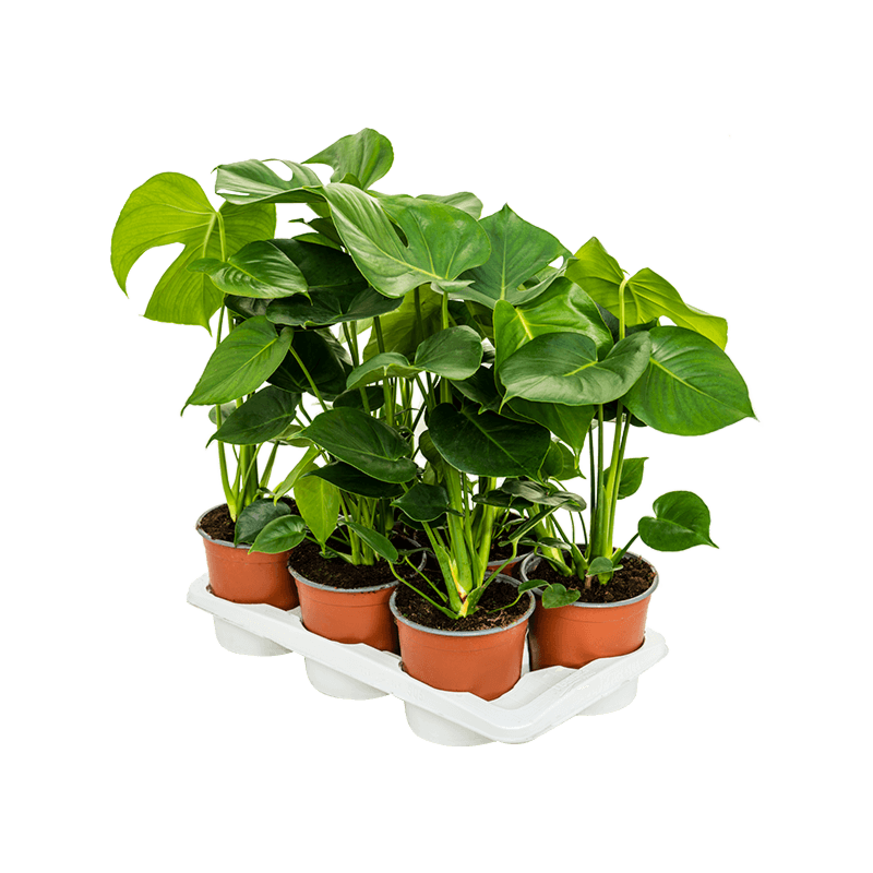 Monstera deliciosa 6/tray
