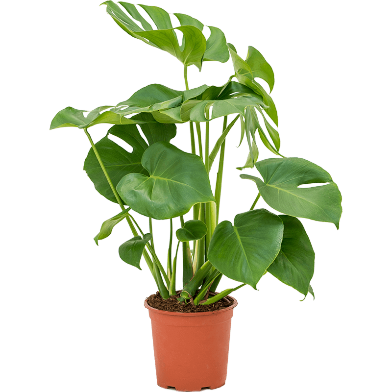 Monstera deliciosa