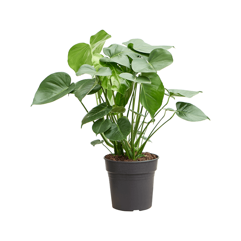 Monstera deliciosa