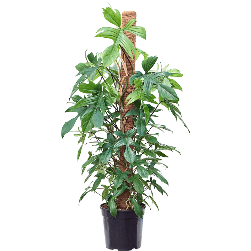 Philodendron 'Florida Beauty'