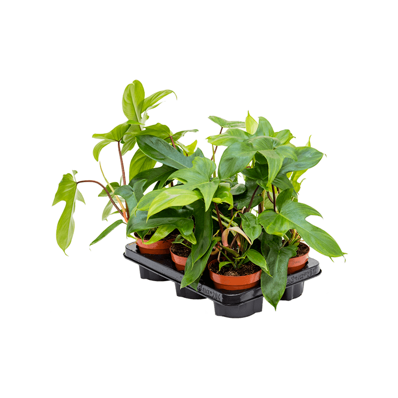 Philodendron 'Florida Green' 6/tray
