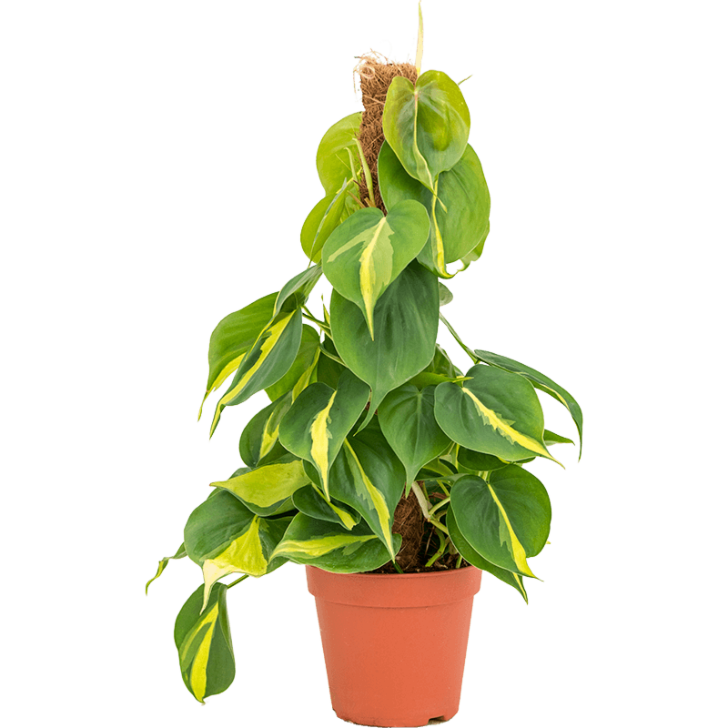 Philodendron scandens 'Brasil'